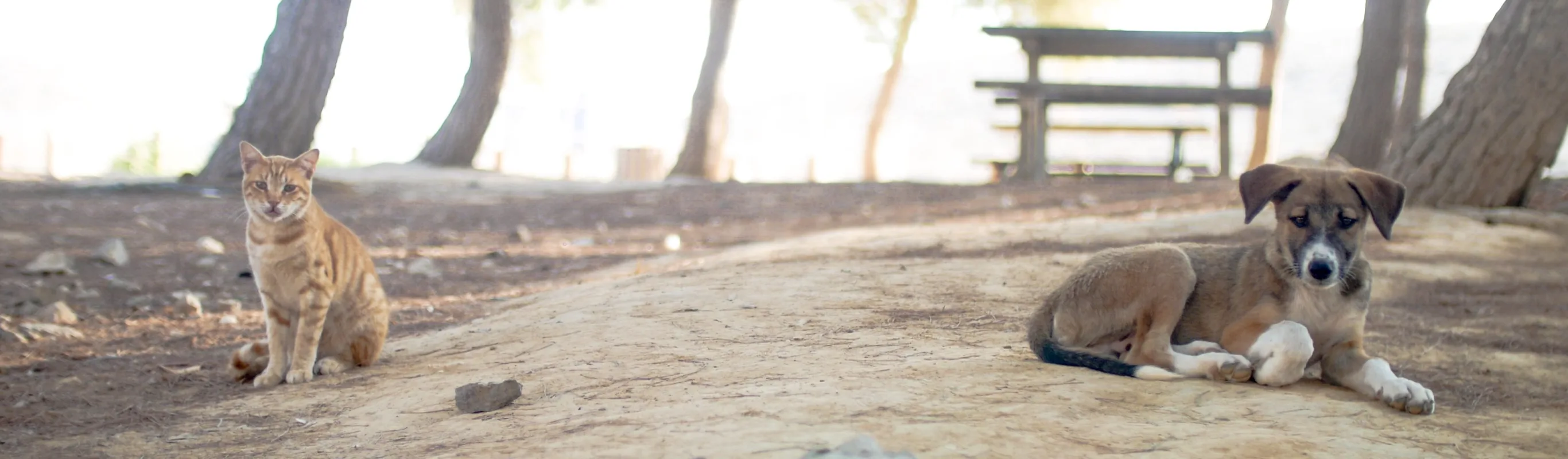 Dog and a cat on a beachy campsite